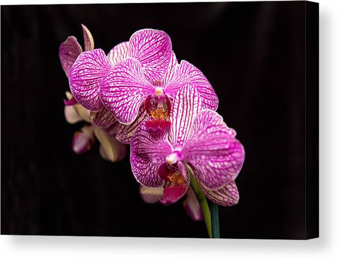 Orchid Canvas Print featuring the photograph Pinkish Purple Orchid 1 by Willie Harper