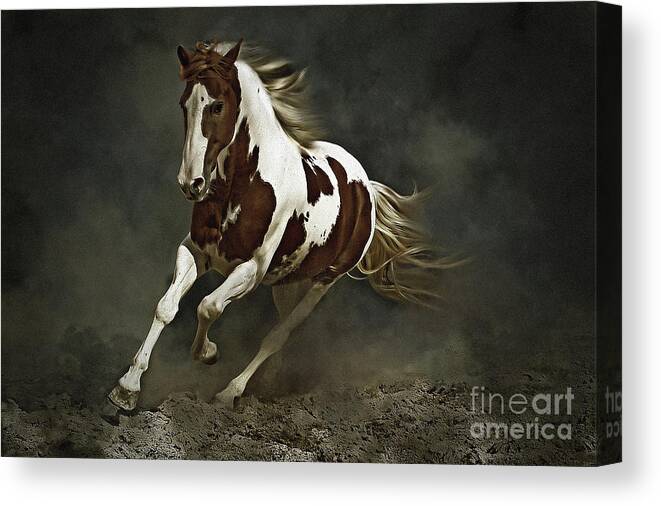 Horse Canvas Print featuring the photograph Pinto Horse in Motion by Dimitar Hristov