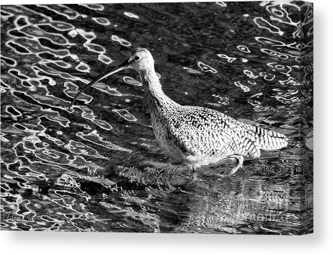 Bird Canvas Print featuring the photograph Piper Profile, Black and White by Adam Morsa