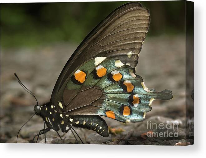 Butterfly Canvas Print featuring the photograph Pipevine Swallowtail by Mike Eingle