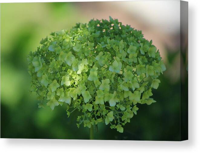 Hydrangea Canvas Print featuring the photograph Pistachio Hydrangea Chicago Botanical Gardens by Colleen Cornelius