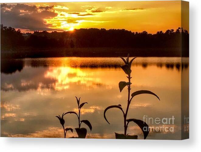 Sunset Canvas Print featuring the photograph Plants Enjoying Sunset by Beth Myer Photography