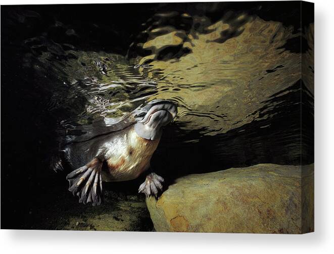 David Parer-cook Canvas Print featuring the photograph Platypus Surfacing by David Parer and Elizabeth Parer-Cook