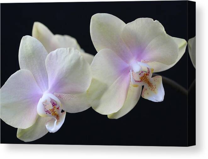 Orchids Canvas Print featuring the photograph Playful Orchids by Tammy Pool