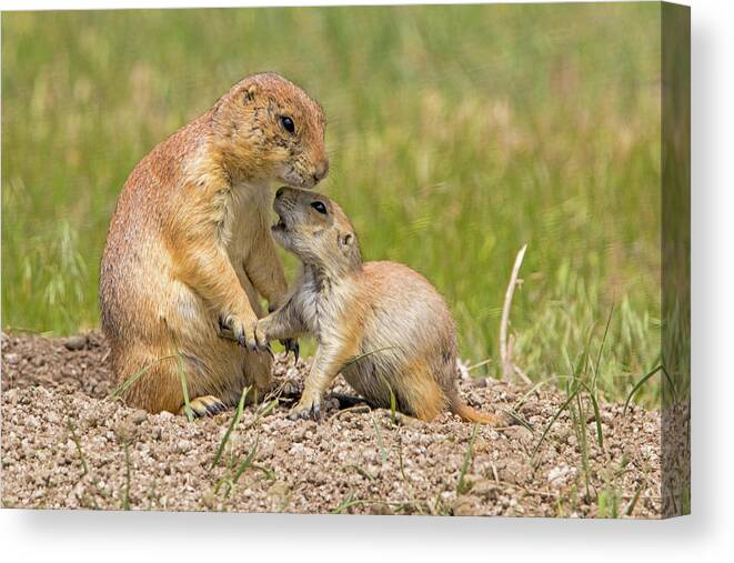 Grasslands Canvas Print featuring the photograph Pleeeease Mom by Ira Marcus