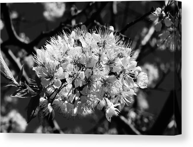 Flowers Canvas Print featuring the photograph Plum Blossoms by Steven Clipperton