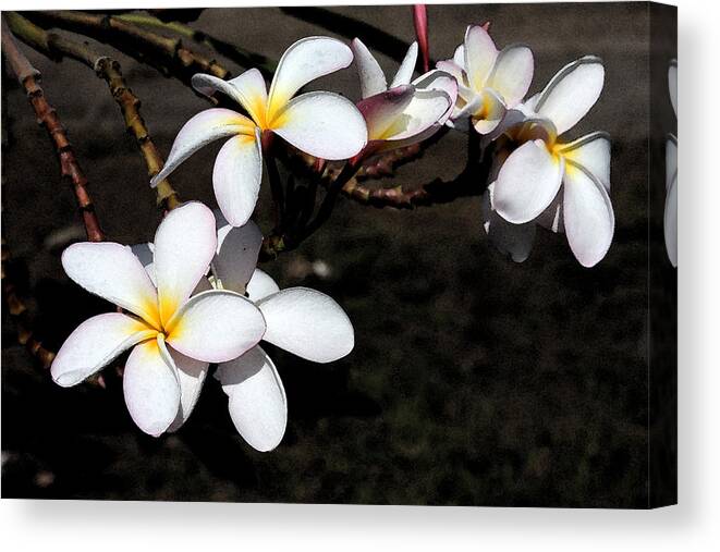 Watercolor Canvas Print featuring the photograph Plumeria 1 by Doug Johnson