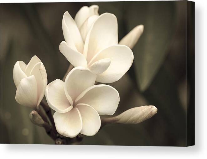 Flower Of The Day Canvas Print featuring the photograph Plumeria Sepia by Jade Moon