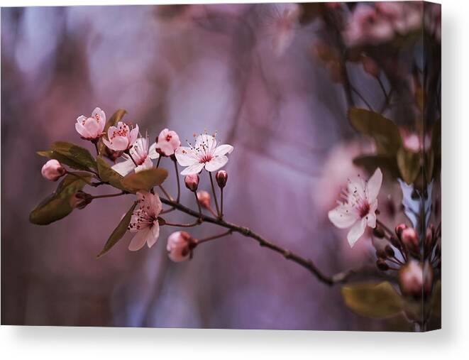 Pnw Blossoms Canvas Print featuring the photograph PNW Blossoms by Lynn Hopwood