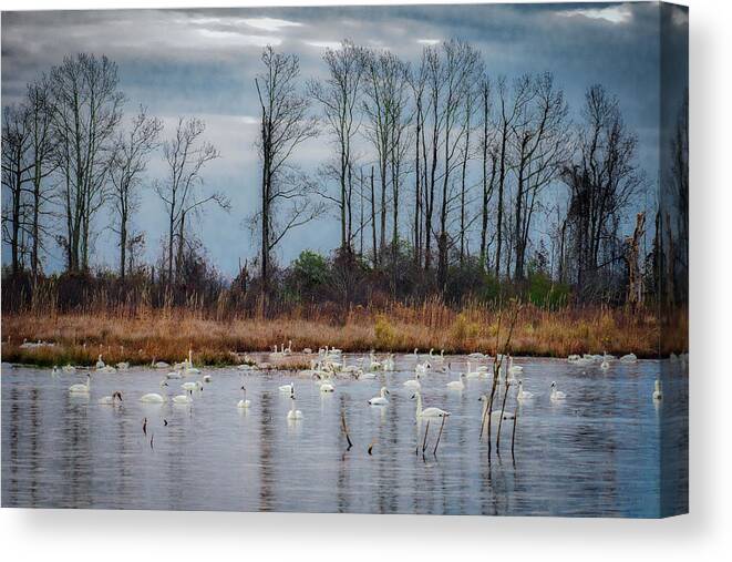 Nature Canvas Print featuring the photograph Pocosin Lakes NWR by Donald Brown