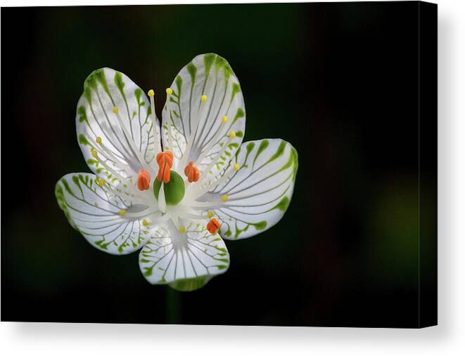 Grass-of-parnassus Canvas Print featuring the photograph Pocosin Manifest #2 by Paul Rebmann