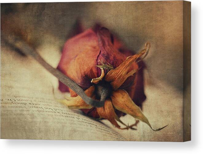 Rose Canvas Print featuring the photograph Poetry I by Maria Angelica Maira