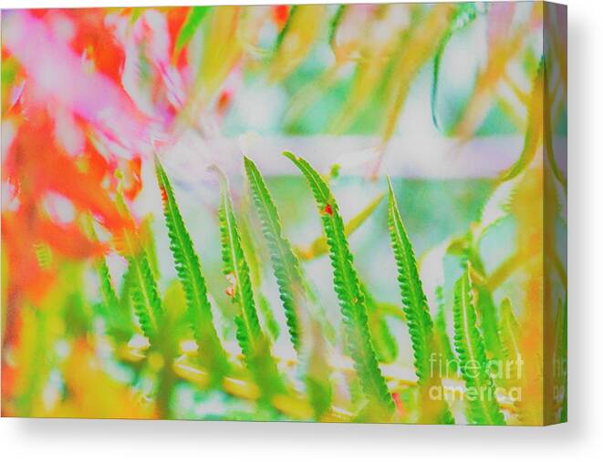 Ferns Canvas Print featuring the photograph Point Defiance fern by Merle Grenz