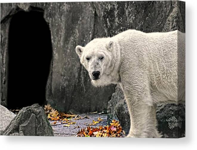 Nature Canvas Print featuring the photograph Polar Bear 101 by Diana Angstadt