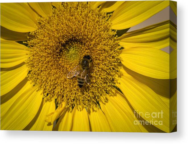 Nature Canvas Print featuring the photograph Pollinating The Delta by Janice Pariza