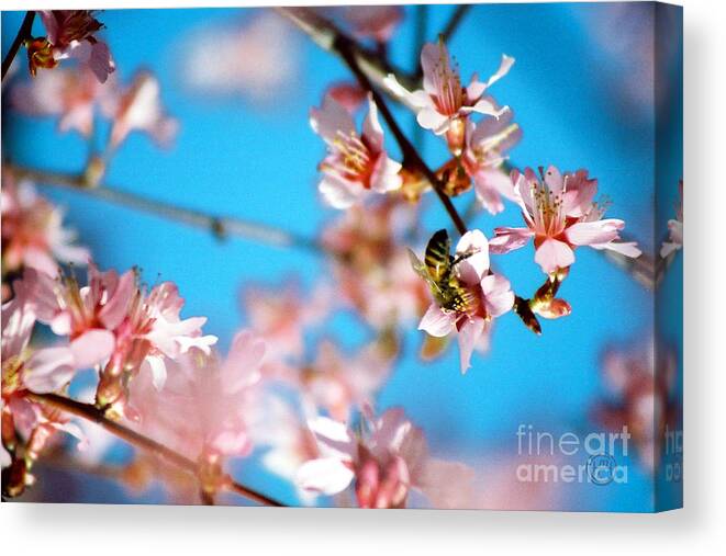 Floral Animal Wildlife Insect Canvas Print featuring the photograph Pollination 1.13 by Helena M Langley