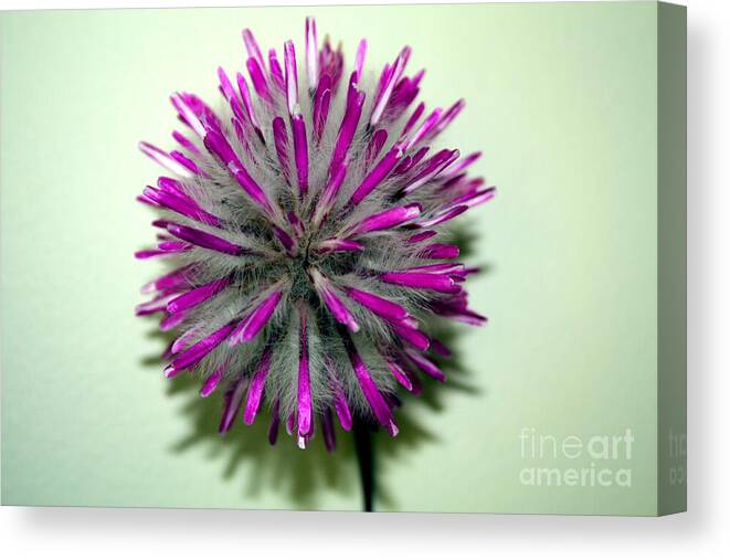 Pom Pom Canvas Print featuring the photograph Mulla Mulla - aka Pom Pom by Elaine Teague