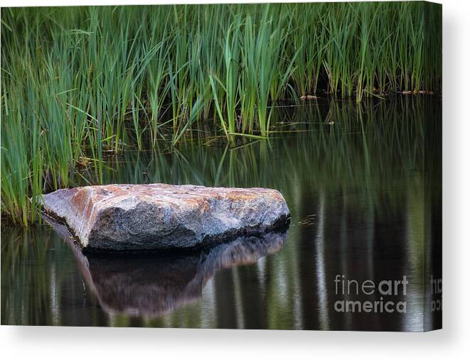 Pond Canvas Print featuring the photograph Pond by Anthony Michael Bonafede