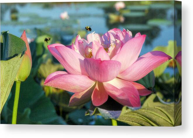 Lotus Canvas Print featuring the photograph Pond Bees by Sam Davis Johnson