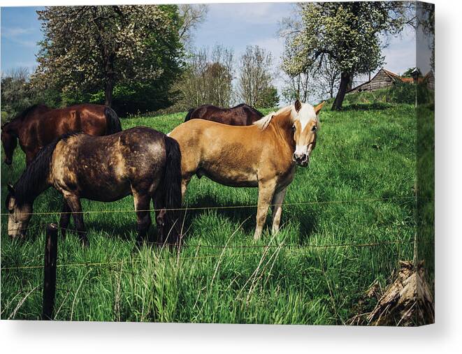 Ponies Canvas Print featuring the photograph Ponies In A Spring Pasture by Pati Photography