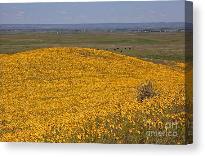 Yellow Wildflowers Canvas Print featuring the photograph Mound of Gold by Jim Garrison