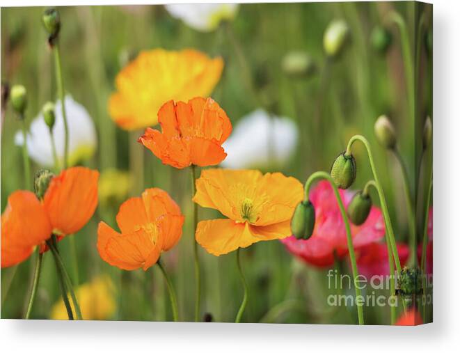 Flower Canvas Print featuring the photograph Poppies 1 by Werner Padarin
