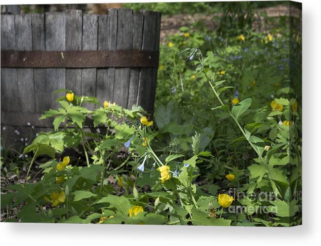Barrel Canvas Print featuring the photograph Poppies and Bluebells by Andrea Silies