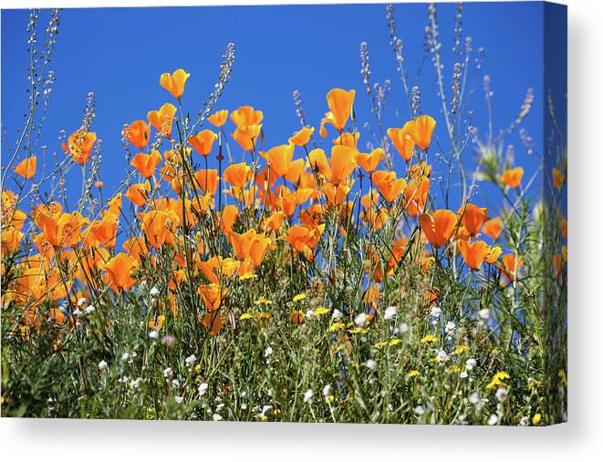 Poppies Canvas Print featuring the photograph Poppies from below by Cliff Wassmann