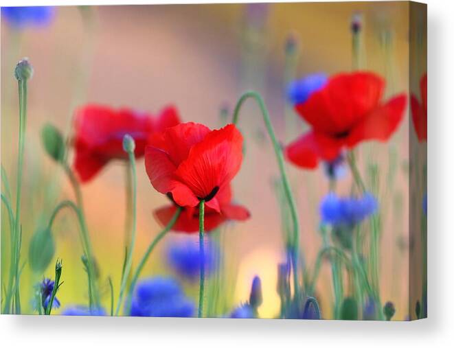 Poppies In Spring Canvas Print featuring the photograph Poppies in spring by Lynn Hopwood