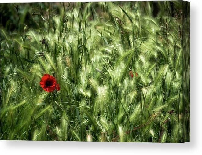 2014 Canvas Print featuring the photograph Poppies in wheat by Raffaella Lunelli