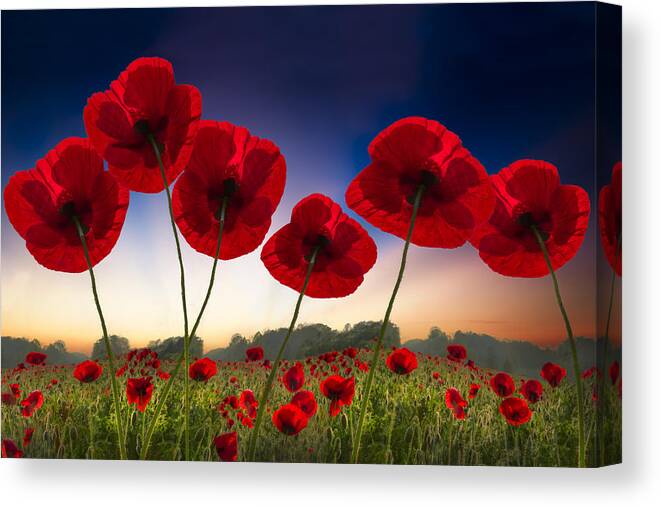 Appalachia Canvas Print featuring the photograph Poppies on Fire by Debra and Dave Vanderlaan