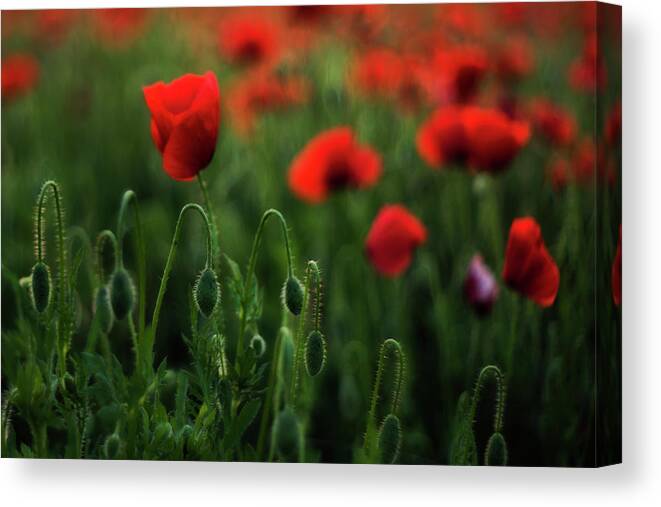 Poppy Canvas Print featuring the photograph Poppies by Plamen Petkov