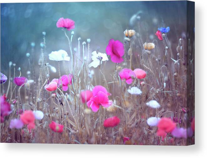 Poppies Canvas Print featuring the photograph Poppy Garden by Magda Bognar
