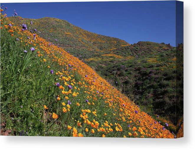 Poppies Canvas Print featuring the photograph Poppy Superbloom on Hillside by Cliff Wassmann