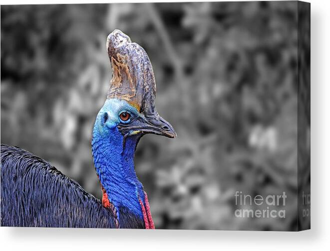 Double-wattled Cassowary Canvas Print featuring the digital art Portrait of a Double-Wattled Cassowary II altered version by Jim Fitzpatrick