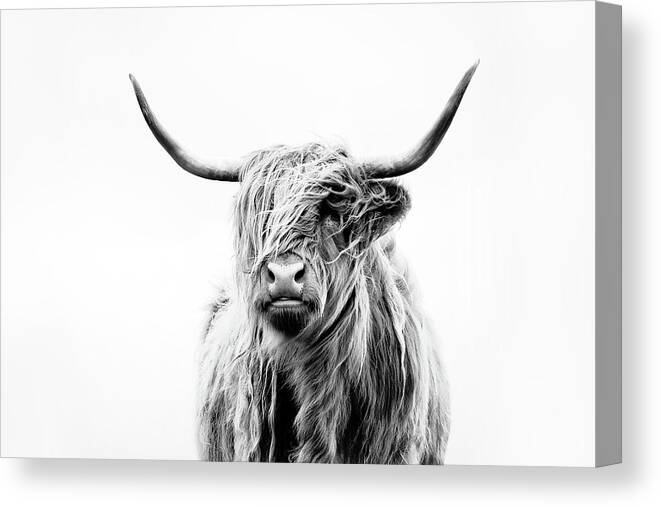 Animals Canvas Print featuring the photograph Portrait Of A Highland Cow by Dorit Fuhg