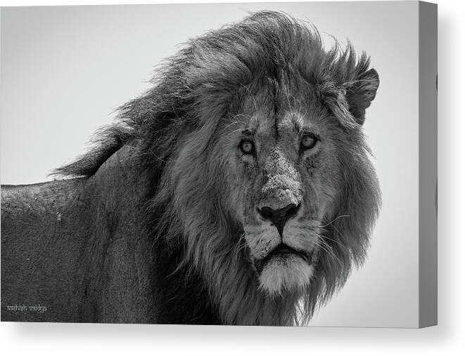 Lion Canvas Print featuring the photograph Portrait of a Lion by Aashish Vaidya