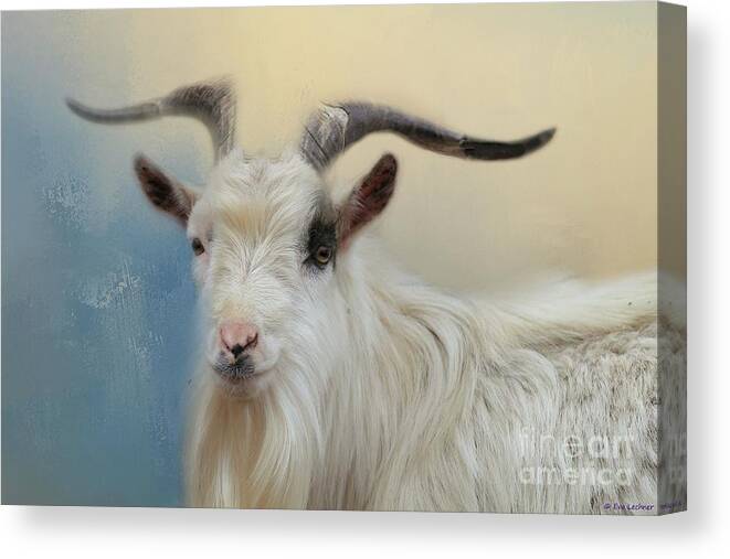Wild Goat Canvas Print featuring the photograph Portrait of a Wild Goat by Eva Lechner