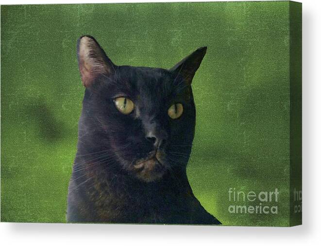 Cat Canvas Print featuring the photograph Portrait of Salem the Cat by Janette Boyd