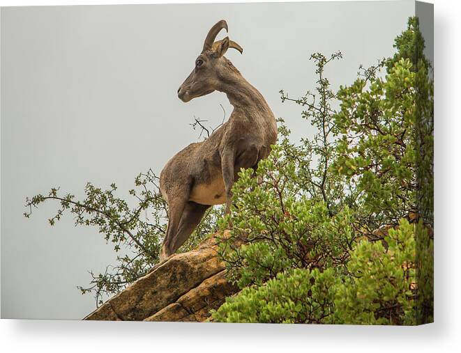 National Park Canvas Print featuring the photograph Posing for the Camera by Doug Scrima