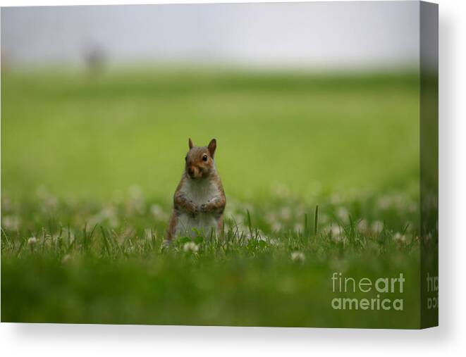 Squirrel Canvas Print featuring the photograph Posing Squirrel by David Bishop