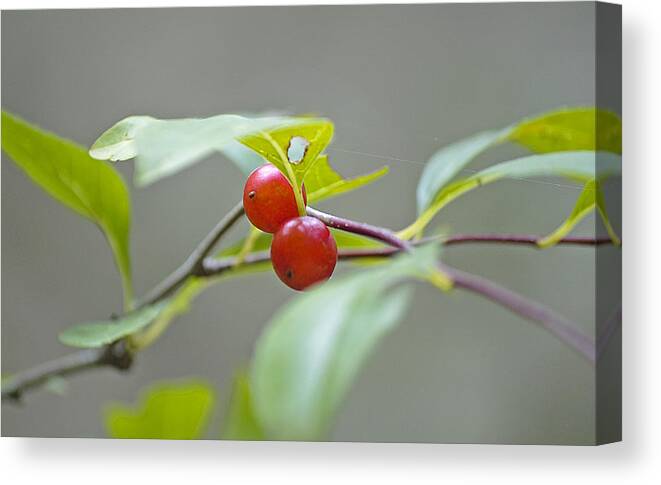Berry Canvas Print featuring the photograph Possum Haw Berries by Kenneth Albin