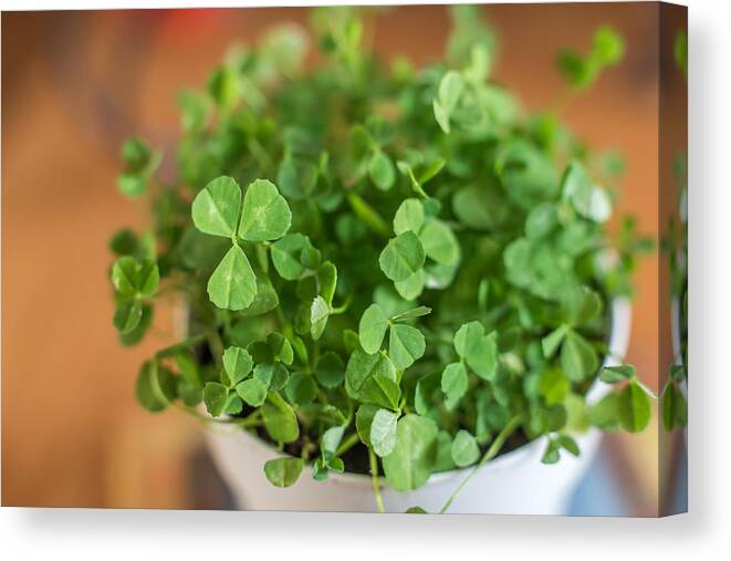 Terry D Photography Canvas Print featuring the photograph Pot Of Luck Shamrocks St Patricks Day by Terry DeLuco