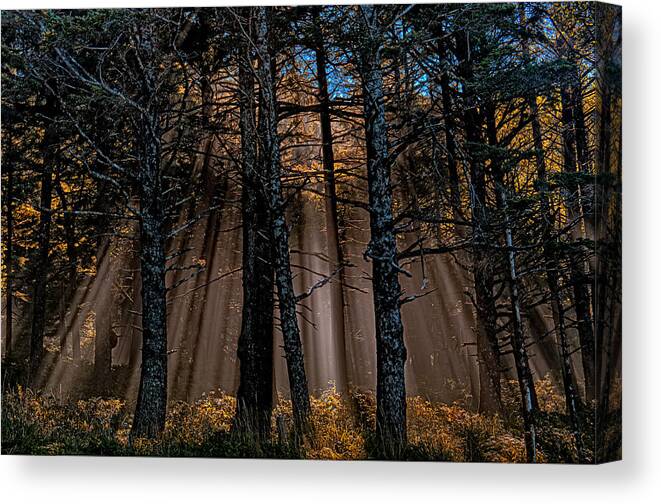 Nature Canvas Print featuring the photograph Power in the Woods by Paul W Sharpe Aka Wizard of Wonders