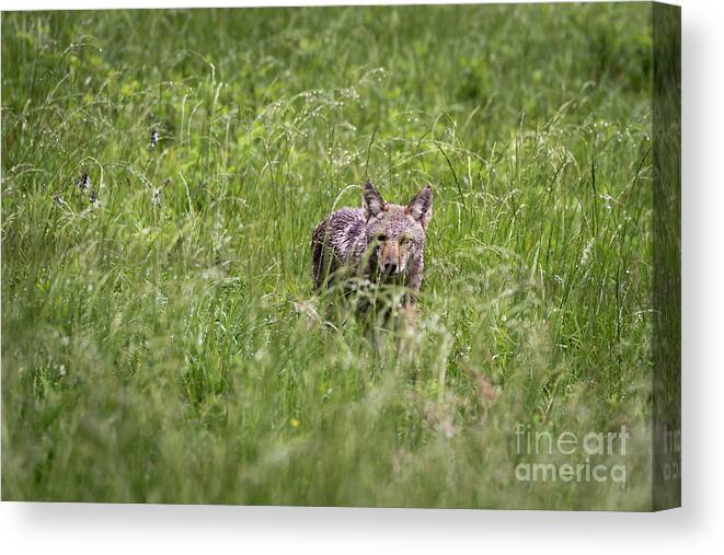 Coyote Canvas Print featuring the photograph Prairie Predator by Andrea Silies
