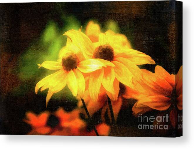 Rudbeckia Canvas Print featuring the photograph Sun Sisters Revisited by Anita Pollak