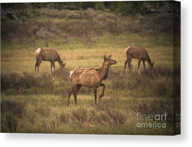Photography Canvas Print featuring the photograph Prancing Elk by Robert Bales