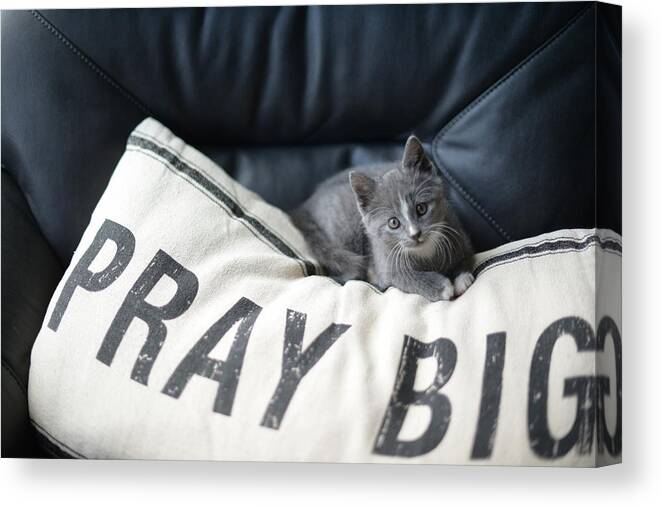 Kitten Prayers Canvas Print featuring the photograph Pray Big by Linda Mishler