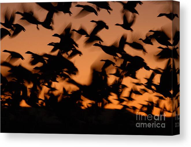 Geese Canvas Print featuring the photograph Pre-Dawn Flight Of Snow Geese Flock by Max Allen