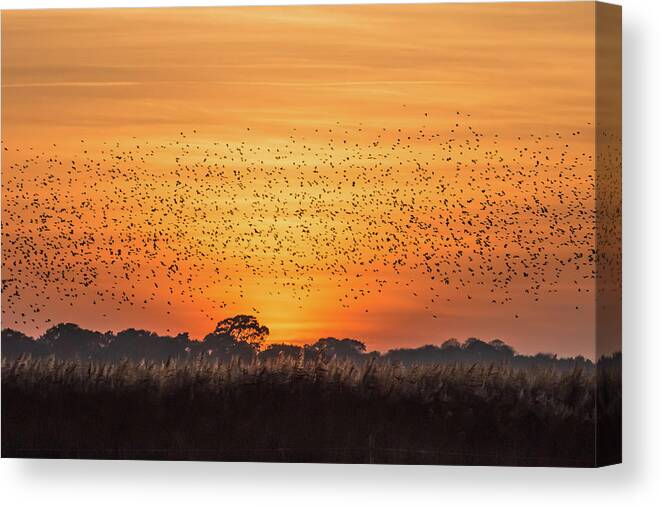 Starlings Canvas Print featuring the photograph Prepare to Dance by Wendy Cooper